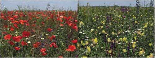Figure 6. Close-ups of the wildflower parcel show the successional development from the first year (left) and the second year (right). In the first year, the vegetation was dominated by fast-growing agricultural weeds, which were largely outcompeted in the second year by the sown plant species. Photographer: Viktor Szigeti.