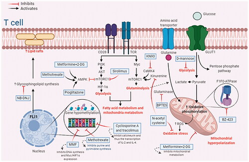 Figure 2. Therapeutic targets that module different metabolic pathways in autoreactive SLE T cells. 2-DG: 2-deoxy-D glucose; AKT: protein kinase B (PKB), also known as AKT; AMPK: adenosine monophosphate-activated protein kinase; BPTES: bis-2-(5-phenylacetamido-1,3,4-thiadiazol-2-yl) ethyl sulfide; CaMK4: calcium/calmodulin-dependent protein kinase 4; FLI1: friend leukemia integration 1; HIF-1α: hypoxia-inducible factor 1α; IL: interleukin; MMF: mycophenolate mofetil; mTORC1: mammalian target of rapamycin complex 1; Myc: myelocytomatosis oncogene; NB-DNJ: N-butyldeoxynojirimycin; PI3K: Phosphoinositide-3 Kinases; ROS: reactive oxygen species; TCR: T cell receptor. Created with BioRender.com (accessed on June 2021).