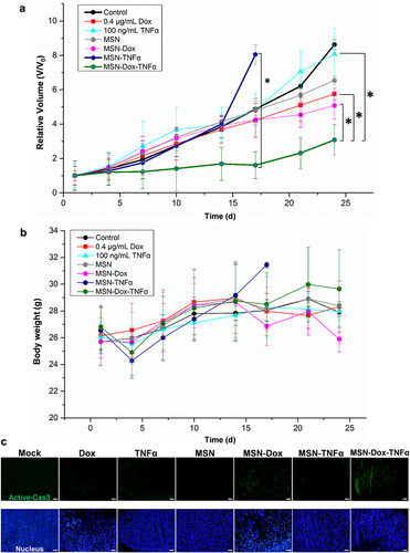 Figure 8 In vivo combination therapy effect of MSN-Dox-TNFα. MES-SA/Dx5 tumor–bearing mice were treated (i.t.) at Day 0 when the tumor volume reached 100 mm3 with MSN (50 μg/mL), TNFα (100 ng/mL), Dox (0.4 μg/mL), MSN-Dox, MSN-TNFα, and MSN-Dox-TNFα (50 μg/mL). (a) Tumor volume and (b) body weight changes during the treatment. Data are the mean±SEM expressed as the fold-change of tumor volume relative to V0. *P<0.05. (c) Immunofluorescence staining of activated caspase-3 expression (green) in tumor tissues after treatments. Scale bars: 100 μm.