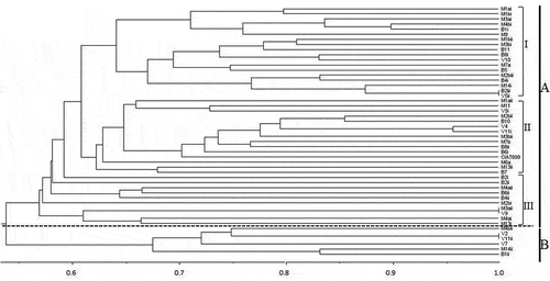 Figure 1. A dendrogram of ERIC-PCR fingerprints of rhizobia isolates nodulating cowpea variety K80 in soils from Western Kenya and the reference strain CIAT 899 constructed using unweighted pair group method arithmetic mean (UPGMA) and the Jaccard’s similarity coefficient with the software NTSYSPC program version 2.10. The bacterial isolates were named using the site of collection as prefix (M = Mumias in Kakamega, B = Busia and V = Vihiga) followed by the field number and the roman numbers indicates the number of isolates from each field