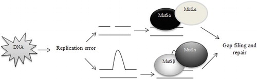 Figure 1. Mechanism of DNA Mismatch Repair system.
