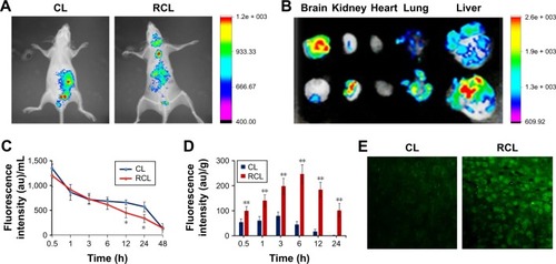 Figure 6 In vivo distribution of the RCL. Images were taken at 2 h after intravenous injection of the nanoliposomes. (A) In vivo imaging. (B) Tissue imaging. (C) Plasma pharmacokinetics after the mice received CL and RCL. (D) Fluorescence intensity of curcumin in the brain at different time points (0.5, 1, 3, 6, 12, and 24 h). Data are represented as mean ± SD (n = 4 for each time point). *p < 0.05 and **p < 0.01 compared with the CL group. (E) Brain sections after the mice were injected with CL and RCL for 2 h.Abbreviations: CL, curcumin liposome; RCL, RDP-modified curcumin nanoliposomes.