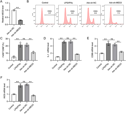 Figure 3 LncRNA MEG3 promotes M1 macrophage polarization. To induce M1 polarization, LPS/IFNγ was utilized to treat BMDMs. At the same time, BMDMs were transfected with Adv-sh-MEG3 or Adv-sh-NC to explore the impact of MEG3 on M1-like polarization. (A) The knockdown efficiency of Adv-sh-MEG3 in M1-phenotype BMDMs was tested by RT-qPCR. (B and C) To assess M1 macrophage polarization, flow cytometry was conducted to measure F4/80+CD68+ cell proportion. (D–F) The mRNA levels of M1 polarization markers (IL-1, CD68, and iNOS) in BMDMs of indicated groups were measured by PCR. **p<0.01.