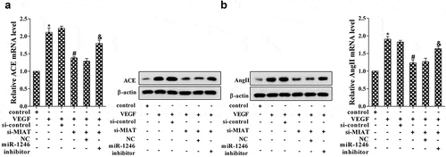 Figure 4. Effects of VEGF on the expression of ACE. (a) The expression of ACE was determined using real-time PCR and western blot; (b) The expression of AngII was determined using real-time PCR and western blot. *P < 0.05 vs control, #P < 0.05 vs si-control, &P < 0.05 vs NC.