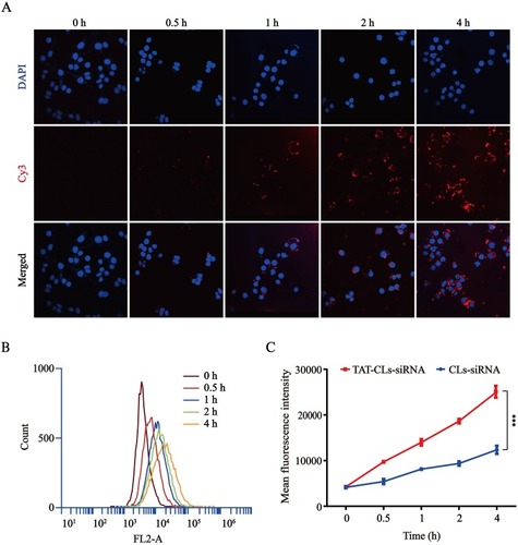 Figure 4 Uptake kinetics of TAT-CLs-DHA/Cy3-siRNA liposomes in MMC cells. (A) Intracellular localization by CLSM. (B) Flow cytometry quantitative analysis of the uptake process. (C) Mean fluorescence intensity of TAT-CLs-DHA/Cy3-siRNA and CLs-DHA/Cy3-siRNA. Data represent mean ± SD (n >5). ***p < 0.001.