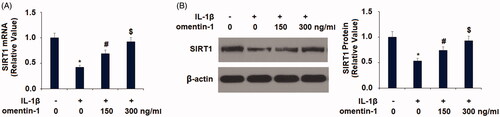 Figure 7. Omentin-1 prevented IL-1β-induced reduction of SIRT1 in human SW1353 cells. Cells were stimulated with IL-1β (10 ng/mL) with or without omentin-1 (150,300 ng/mL) for 24 h. (A) mRNA of SIRT1; (B) Protein of SIRT1 (*, #, $p < .01 vs. previous group, n = 5–6).