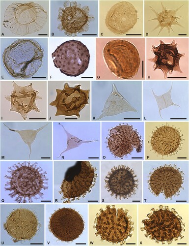 Figure 11. Organic-walled phytoplankton of the Borenshult-1 drillcore. Taxon, sample number, and England Finder Reference (EFR). Scale bars 20 μm. A. Pterospermella tranvikensis, (71.1 m) EFR: H29/3a; B. Rhopaliophora palmata, (41.1 m) EFR: E16/0a; C. Rhopaliophora? sp. A, (38.35 m) EFR: E27/0; D. Stellechinatum helosum, (39.35 m) EFR: J8/2a; E. Stictosoma gemmata, (40.2 m) EFR: P17/1; F. Tasmanites sp. cf. T. tzadiaensis, (40.35 m) EFR: P39/0; G. Tasmanites sp., (40.35 m) EFR: M21/2; H. Tylotopalla sp. A, (40.2 m) EFR: D25/3; I. Tylotopalla sp. A, (38.7 m) EFR: N15/4; J. Tylotopalla sp. A, (71.1 m) EFR: B28/3b; K. Veryhachium fictusistriatum, (48.2 m) EFR: Q32/0a; L. Veryhachium lairdii group, (41.1 m) EFR: Q19/4a; M. Veryhachium trispinosum group, (41.1 m) EFR: T13/0a; N. Villosacapsula irrorata, (40.2 m) EFR: T28/2; O. Visbysphaera brevifurcata, (33.05 m) EFR: Q31/1a; P. Visbysphaera brevifurcata, (39.8 m) EFR: S24/4; Q. Visbysphaera brevifurcata, (40.35 m) EFR: Y19/1; R. Visbysphaera brevifurcata, (41.1 m) EFR: P21/2a; S. Visbysphaera brevifurcata, (41.9 m) EFR: Q31/1a; T. Visbysphaera brevifurcata, (43.1 m) EFR: Q42/3a; U. Visbysphaera cf. V. connexa, (41.1 m) EFR: L38/3a; V. Visbysphaera erratica subsp. brevis, (48.2 m) EFR: S40/4b; W. Visbysphaera pirifera subsp. minor, (36.3 m) EFR: Q9/2; X. Visbysphaera pirifera subsp. minor, (36.6 m) EFR: N7/2b.