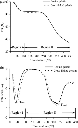 Figure 5. TG (a) and DTG (b) curves for cross-linked gelatin and bovine gelatin measured at a heating rate of 10°C/min under air atmosphere.Figura 5. Curvas TG (a) y DTG (b) de gelatina entrecruzada y gelatina bovina medidas a una temperatura de 10°C/min bajo aire atmosférico.