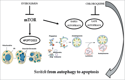 Figure 10. Chloroquine blocks autophagy induced by everolimus and consequently strengthens the apoptosis induced by the latter. mTOR is involved in the apoptosis and autophagy regulation: everolimus inhibits the mTOR pathway triggering both apoptosis and early autophagy; the addition of chloroquine inhibits late autophagy and consequently blocks autophagic flux thus inducing a switch from autophagy to apoptosis. These effects mediate a potentiation of the growth inhibition of renal cancer cells due to the abrogation of a protective anti-apoptotic and autophagic pathway.