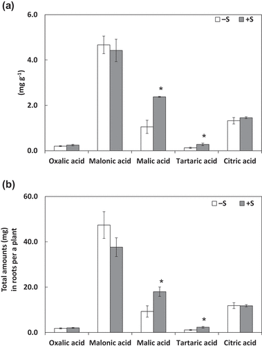 Figure 2. Organic acid concentrations in roots (A) and their total amounts in roots per plant (B). Plants were grown without sulfur application (–S) or with sulfur application (+S). Each value is the mean of 3–5 biological replicates with standard errors. * indicates significant differences from the non-fertilized control using Student’s t-test at p < 0.05.