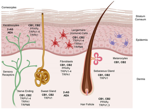 Figure 1 Schematic representation of the key components of the ECS in different cellular compartments of the skin.