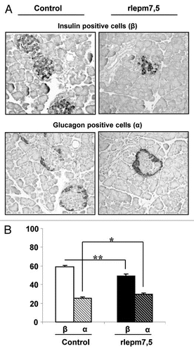 Figure 3 Effect of neonatal treatment on the composition of Langherans islets. (A) Immunolabelling for insulin and glucagon in representative pancreas sections from control and leptin antagonist-treated rats. Bars = 100 µm. (B) Areas of β and α cells expressed as a percentage of the total islet area in control and rlepm7.5 animals. Values represent the mean ± SEM; n = 7 and n = 8 in the control and rlepm7.5 groups, respectively. *p < 0.05, **p < 0.01 between control and rlepm7.5 animals.