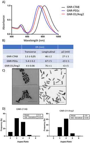 Figure 2 Characterization of the different functionalization phases of the gold nanorods (GNRs) used in this study, including GNR-CTAB, GNR-PEGs, and GNR-D1/Ang2. (A) Graph summarizing the changes in the plasmon nanosystem visualized through UV-visible spectroscopy (n=3). (B) Table summarizing the data obtained for hydrodynamic diameter and Z-potential (n=3). (C) TEM microscopy images to visualize changes in nanosystem morphology (representative image). (D) Histograms evaluating changes in the population distribution of the long-to-short aspect ratio of the nanosystem (a total of 500 GNR for condition were counted).