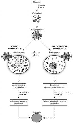 Figure 1. Model of the autophagic flux in healthy and saposin C-deficient fibroblasts. In healthy cells, the content of autolysosomes, derived from autophagosome and lysosome fusion, is degraded by lysosomal proteases, leading to reactivation of MTOR and reformation of lysosomes. In pathological cells the complete lack of saposin C results in dysfunctional autophagy due to reduced level and enzymatic activity of two proteases (CTSB and CTSD). Consequently, delayed degradation of autolysosomes triggers inhibition of MTOR and defective lysosome reformation.