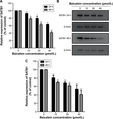 Figure 8 Baicalein suppresses the expression of SATB1 in MDA-MB-231 cells.