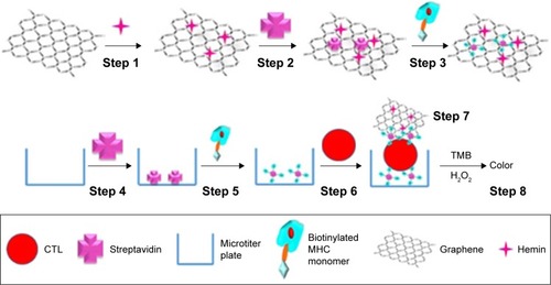 Figure 1 Schematic diagram of the synthesis of HRGO/pMHC multimers as CTL detection probes and the detection process of the new graphene-based assay.Notes: First, hemin was bound onto GO to create the HRGO through π–π covalent linkage (Step 1). Streptavidin was subsequently bound onto HRGO through the reaction between amino groups from streptavidin and the carboxyl groups on HRGO (Step 2). Next, the biotinylated pMHC monomer was loaded onto streptavidin–HRGO via biotin–streptavidin affinity to create the CTL detection probe (Step 3), graphene based (HRGO/pMHC multimers). The biotinylated pMHC monomer was also added into streptavidin-preincubated plates through biotin–streptavidin (Step 4) to create the capture probe (Step 5), which can selectively catch CTLs (Step 6). Finally, the HRGO/pMHC multimers selectively bound to CTLs (Step 7) were induced to detect the frequency of CTLs through the catalytic reaction between HRGO and TMB/H2O2 (Step 8). The absorption spectrum of the solvent around 650 nm was measured to determine the amount of hemin on HRGO. Sensitive detection, thus, can be achieved by the positive correlation between hemin and CTL amount.Abbreviations: CTL, cytotoxic T lymphocyte; GO, graphene oxide; HRGO, hemin reduced graphene oxide; MHC, major histocompatibility complex; pMHC, major histocompatibility complex peptide; TMB, tetramethylbenzidine.