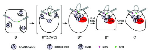 Figure 4. Spliceosomal remodeling events that lead to formation of the catalytic center and to catalysis. The three important components of the catalytic center (ACAGAGA box, catalytic triad, bulge; labeled A, T, B) are sequestered and remote from each other in the B complex. Afterwards, they are re-organized in the proximity of the reactive groups during activation, forming the Bact ΔCwc2 complex (Bact lacking Cwc2), depicted as an artificial snapshot intermediate. The action of Cwc2 makes A, T and B further associate, to form the active center within the Bact complex. The further remodeling of the spliceosome under Prp2/Spp2 action allows the BPS access to the catalytic center.Citation3 Finally, Cwc25 triggers the first step of splicing.