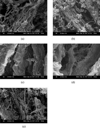 Figure 7. Scanning electron microscopy images of perimysia treatments: (a) control, (b) with 0.25%; (c) with 0.5%; (d) with 0.75%; and (e) with 1% of crude extracts (v/m) at 3000 × magnification. Figura 7. Imagenes de Microscopia elctronica de barrido de tratamientos de perimisia: (a) control; (b) con 0.25%; (c), con 0.5%; (d) con 0.75%; (e) con 1% de extratos no purificados (v/m) a aumento 3000×.