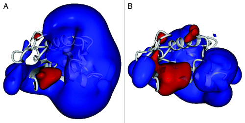 Figure 1. Computed electrostatic potential field of lysozyme proteins. Lysozyme polypeptide backbone is rendered as a gray ribbon, and the projected electrostatic potential field is contoured at 150 kJ/mol (positive potential blue; negative potential red). (A) Wild type hLYS, rendered from PDB file 1JWR.Citation29 (B) Variant 2-3-7, rendered from PDB file 3LN2.Citation19 Note that the engineered variant possesses a contracted overall electrostatic field while exhibiting a specific expansion of negative potential. Figures rendered with YASARA Structure v13.4.21.