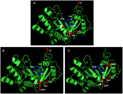 Figure 1. Schematic illustration of three penta-site MTG mutations. The mutated amino acids are colored in red and the catalytic triad is colored in blue. (A): DM01; (B): DM02; (C): DM03.