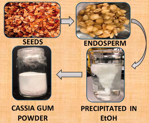 Cassia gum extraction and characterization from Cassia grandis seeds obtained by method A, B and C.