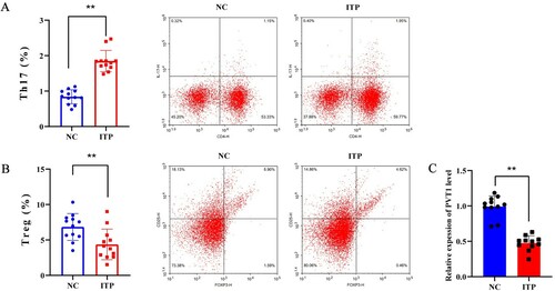 Figure 1. LncRNA PVT1 was lowly expressed in PBMCs of ITP patients. PBMCs were collected from ITP patients (n = 12, the ITP group) and healthy people (n = 12, the NC group). (A-B) Representative dot plots of Th17 cells (CD4+IL-17+ cells) and Treg cells (CD25+FOXP3+ cells) in NC group and ITP group. (C) The levels of PVT1 in PBMCs were determined by qRT-PCR. ** P < 0.01 vs the NC group.
