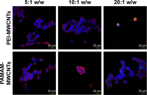 Figure S5 Fluorescence microscopy of HEK 293 cells treated with polymers compared to polymer-coated CNTs complexed with FAM-miR-503 at different weight ratios.Note: Magnification 60×.Abbreviations: CNTs, carbon nanotubes; MWCNTs, multi-walled CNTs; PAMAM, polyamidoamine dendrimer; PEI, polyethyleneimine.