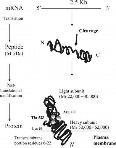 Figure 2.  A diagrammatic illustration of the expression of the gamma-glutamyltransferase gene.
