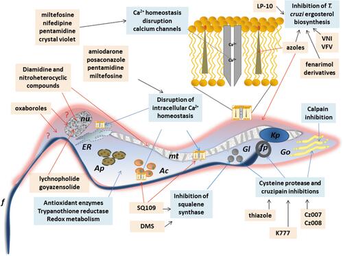 Figure 4 Schematic representation of a trypomastigote of Trypanosome cruzi and the main cellular targets of the investigational compounds in the pre-clinical phase of development.
