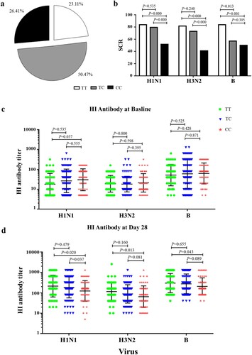 Figure 1. Comparing the SCR among IFITM3 rs12252-CC, CT, and TT genotypes carriers after TIV vaccination from 2009 to 2015. (a) Distribution about IFITM3 rs12252-CC, CT, and TT in enrolled 212 volunteers. (b) The SCRs to H1N1, H3N2 and B/Victoria in donors with rs12252-CC, CT, and TT genotypes. (c, d) The HI antibody anti-H1N1, H3N2 and B virus were detected at baseline before influenza vaccination (c) and at day 28 after influenza immunization (d).