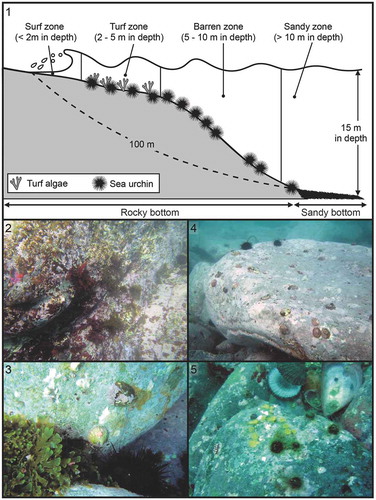 Figs 1–5. Schematic illustration of Fig. 1. sampling zones, and representative seascape for Fig. 2. surf, Fig. 3. turf, Fig. 4. barren and Fig. 5. sandy zones