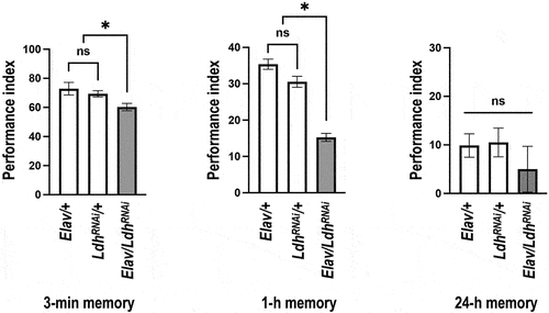 Figure 6. Pan-neuronal knockdown of Ldh impairs GMNL-185/GMNL-680 mixed-feeding-induced memory enhancement.
