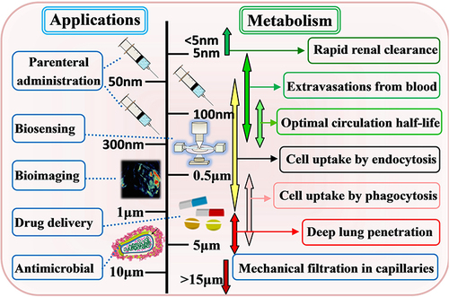 Figure 2 Application of Fe-MOF nanomaterials in biomedicine and particle size dependence relationship.