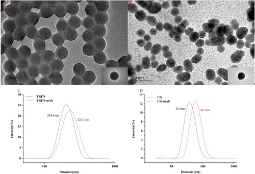 Figure 1. Characterization of two labels and two label-mAb complexes. (A) TEM image of TRFN; (B) TEM image of CG; (C) DLS of TRFN and TRFN-mAb complex; (D) DLS of CG and CG-mAb complex.