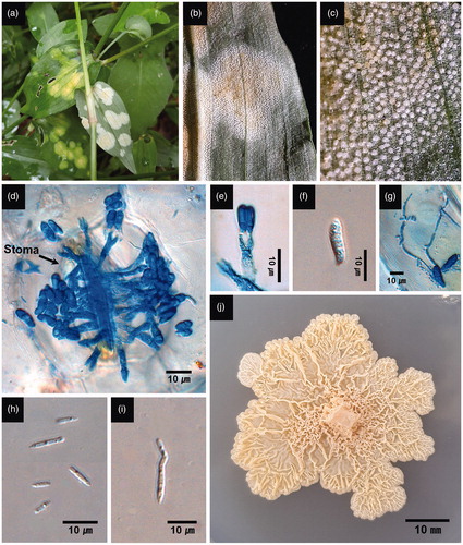 Figure 1. White smut-like disease of Commelina communis and C. minor associated with Kordyana commelinae. (a) Infected leaves with flat lesions in the field. (b) Abaxial side of lesions consisting of whitish caespituli. (c) Close-up of whitish caespituli. (d) Basidia emerging from a stomatal opening. (e) A basidium with two basidiospores. (f) A basidiospore. (g) A basidiospore producing conidia on germ tubes. (h) Conidia. (i) A budding conidium. (j) A gelatinous, corrugate, and cream-colored colony on PDA (3-week-old). (a)–(c), (f), (h), and (i) from C. minor. (d), (e), (g), and (j) from C. communis.