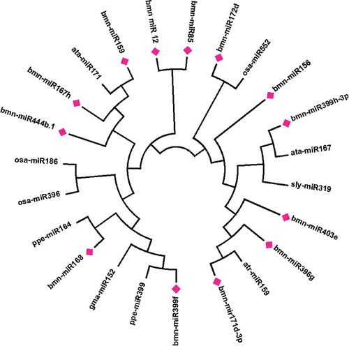 Figure 6. Phylogenetic tree constricted by neighbor-joining algorithm for predicted miRNAs highlighted (Pink mark) with different miRNA families.