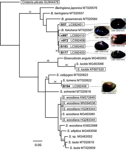 Figure 1. Supermatrix tree of 12 mitogenomes (15,708–16,385 bp) and 15 partial COI sequences (597–657 bp) of female-transmitted (F) mitogenomes of Sinanodonta and Beringiana species (Cristaria plicata used as an outgroup). Bootstrap support (≥70%) is indicated at the nodes. For the previously identified sequences (15 partial sequences and six mitogenomes), accession numbers are given after the species names. For the six mitogenomes sequenced here, the accession numbers are indicated after the specimen IDs used in Mabuchi and Nishida (Citation2020) (the IDs are in bold). The six newly sequenced and six previously published mitogenomes are boxed. The tree backbone was first generated for the 12 mitogenomes by the neighbor-joining (NJ) method using the online version of MAFFT (https://mafft.cbrc.jp/alignment/server/). The obtained NJ tree was then used as a backbone constraint for the supermatrix tree, which was constructed based on the dataset including the 12 mitogenomes and 15 partial sequences, which were first aligned using MAFFT and corrected by eye using Mesquite (version 3.31; http://www.mesquiteproject.org). After deleting the intergenic region, maximum likelihood analysis was performed for the resultant 14,785-bp dataset using RAxML BlackBox (https://embnet.vital-it.ch/raxml-bb/).