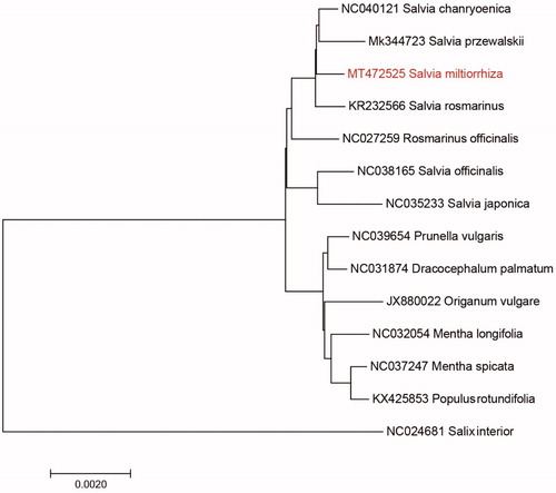 Figure 1. Neighbour-joining (NJ) analysis of S. miltiorrhiza and other related species based on the complete chloroplast genome sequence.