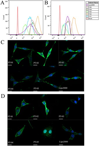 Figure 2. FACS assays of cellular uptake of different peptide/DNA complexes with an N/P ratio of 4 and Lipo 2000/DNA complexes into C6 cells (A) and U87 cells (B). CLSM images of cellular uptake of peptide/DNA complexes with an N/P ratio of 4 into C6 (C) and U87 (D) cells after incubation for 4 h. The pGL3 plasmid was labeled with YOYO-1. The nuclei were stained with DAPI. The scale bar represents 20 μm.