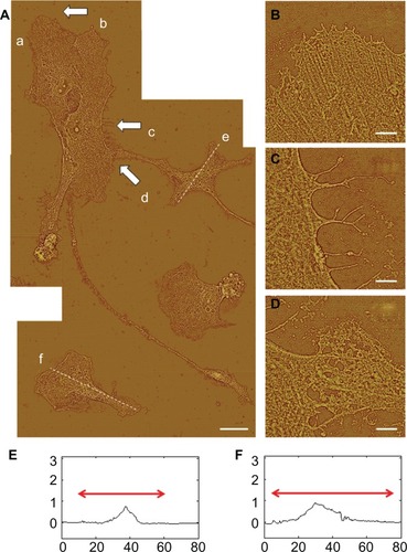 Figure 4 AFM astrocyte morphology investigation on PLL glass. (A) AFM high pass filtered composite height image of astrocytes by J scanner show lamellipodia formation (scale bar, 20 μm). (B–D) Close-ups by E scanner of arrow regions a–d shown in (A): stress fibers (B); filopodia anchors (C); and cell–cell interaction (D) (scale bars, 2 μm). (E and F) Cross-section profiles of cells e and f in (A).Note: Axis units are in μm with astrocyte soma extent identified by red arrow.Abbreviations: AFM, atomic force microscopy; PLL glass, poly-L-lysine-functionalized planar glass.