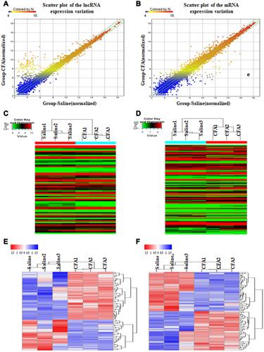 Figure 2 Intra-articular injection of CFA alters expression profiles of lncRNAs and mRNAs in the L4 and L5 DRGs on day 7 post-injection. (A and B) The scatter plots showed that a large number of lncRNAs (A) and mRNAs (B) were differentially expressed between CFA and saline groups. (C and D) The hierarchical cluster analysis of all lncRNAs (C) or mRNAs (D) showed that the 3 saline-treated and 3 CFA-treated samples were clustered together, respectively, and signal intensity was consistent in the saline or CFA group. (E and F) The heatmap showed that DE lncRNAs (E) or mRNAs (F) with either up-regulated or down-regulated twofold were magnified, indicating the high level of concordance in both saline-treated and CFA-treated samples.