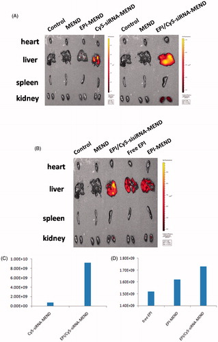 Figure 8. Picture of in vivo distribution of MEND. (A) Distribution of Cy5-siRNA-MEND and EPI/Cy5-siRNA-MEND (excitation wavelength was 650 nm). (B) Distribution of EPI/Cy5-siRNA-MEND, free EPI and EPI-MEND (excitation wavelength was 480 nm). (C) Comparison of Cy5-siRNA fluorescence in the liver. (D) Comparison of EPI fluorescence in the liver.