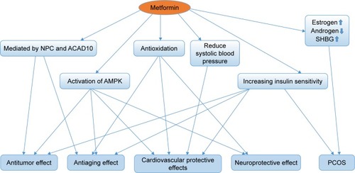 Figure 3 The linkage of the potential indications of metformin.