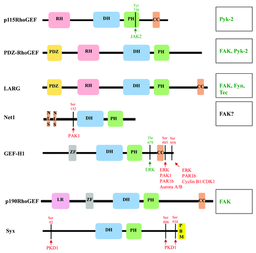 Figure 2. Domain structures and phosphorylation sites of RhoA-specific GEFs. Schematic diagram of the domain structure of RhoGEFs, and depiction of phosphorylation sites and kinases that mediate activation (green) and inhibition (red) of RhoGEFs. Kinases that are known to phosphorylate and regulate RhoGEF function where phosphorylation sites have not been identified are listed on the right (see text for detail). CC, coiled-coil; DH, Dbl homology; LR, leucine rich; NLS, nuclear localization signal; PDZ, post-synaptic density 95; disk large, zona occludens-1; PBM, PDZ binding motif; PH, Pleckstrin homology; RH, RGS homology; and ZF, Zinc finger-like binding domain.