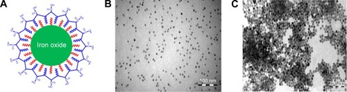 Figure 1 Physicochemical properties of IONPs.Notes: (A) Schematic drawing of the IONPs coated with a monolayer of oleic acid and a monolayer of amphiphilic polymer. The reactive group on the surface is carboxylic acid. (B) TEM image of the 10 nm IONPs. (C) TEM image of the 30 nm IONPs.Abbreviations: IONPs, iron oxide nanoparticles; TEM, transmission electron microscopy.