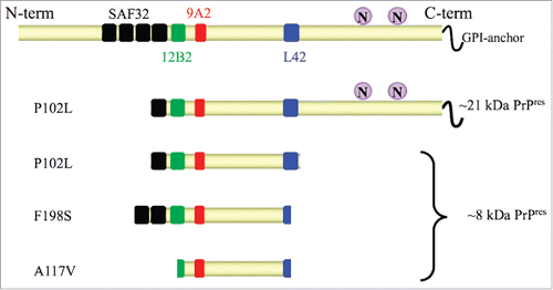 FIGURE 1. Schematic representation of PrPres fragments in GSS with P102L, F198S and A117V mutations. In full length PrP (upper cartoon) the glycosylation sites “N” (aa 181 and 197) and the epitopes of monoclonal antibodies SAF32 (black, octarepeat), 12B2 (green, aa 89–93), 9A2 (red, aa 99–101), L42 (blue, aa 145–150) used for epitope mapping are shown. Cleavage sites of protease resistant PrPres fragments after digestion with protease K are depicted according to Pirisinu et al., 2013. PrPres from brain of P102L patients is characterized by ∼8 kDa PrPres cleaved at N-terminus (aa ∼78–82) and C-terminus (aa ∼150), which is accompanied in some cases by a classical ∼21 kDa PrPres. F198S PrPres spans aa ∼74 to ∼146–150, while A117V PrPres is characterized by a smaller fragment spanning from aa ∼90–96 to 146.