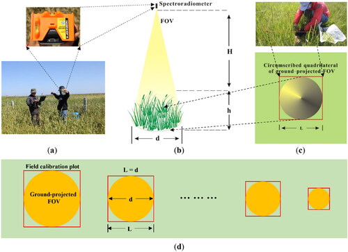 Figure 2. (a) Post level anchored to the spectroradiometer. Schematic diagram of (b) sampling spectral reflectance, (c) cutting grass within the circumscribed quadrilateral of ground-projected FOV, and (d) square field calibration plot and circular ground-projected FOV of each sampling point.