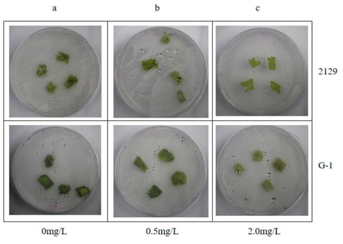 Figure 8. Glufosinate resistance test on leaves of 2129 in vitro.Excised leaves of 2129 and G-1 exposed to different concentrations of glufosinate in vitro: 0 mg/L (a), 0.5 mg/L (b), 2.0 mg/L (c).