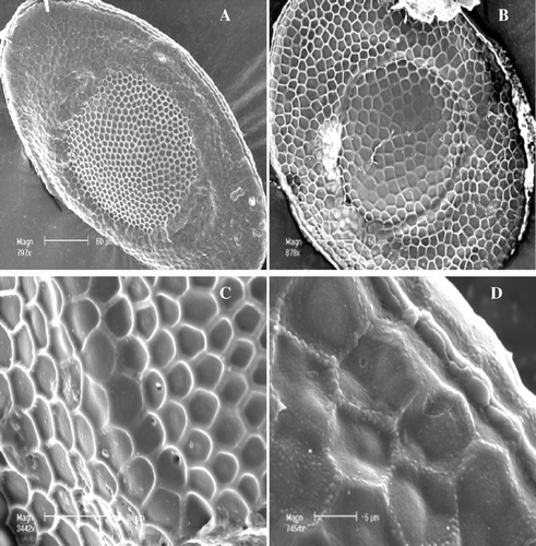 Figure 3 Plumatella vaihiriae. A, elliptical floatoblast. B, round floatoblast. C, reticulum meshes. D, suture.