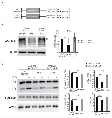 Figure 3. Overexpression of MIR7–3HG-insensible AMBRA1 rescues the autophagy phenotype. (A) Scheme representing sequences of AMBRA1 mRNA with wild-type 3′-UTR (top sequence) or its artificially mutated form in the MIR7–3HG responsive element (bottom sequence). Mutations are marked in lower case letters. MIR7–3HG seed sequence is in bold. (B) Western blot analysis of AMBRA1 wild-type or mutated 24 h after cotransfection with MIR7–3HG-encoding plasmids (indicated as MIR7) or negative control (Empty Vector). Different bands are detected upon AMBRA1 overexpression, with the band indicated by the arrow corresponding to the expected size-range for full-length AMBRA1. The other bands, with lower molecular weights, correspond to AMBRA1 full-length cleavage products.Citation28 ACTB was used as endogenous control. One representative western blot of 3 independent experiments is shown. The right panel shows ImageJ densitometry analysis of the band of 3 independent experiments (mean ± SD of independent experiments,**p <0.01). (C) Analysis of autophagy flux following overexpression of AMBRA1 wild type or mutated, 24 h after cotransfection with MIR7–3HG-encoding plasmids (indicated as MIR7) or negative control (Empty Vector). Western blot analysis of LC3-II and SQSTM1 accumulation, using LC3B and SQSTM1 antibody, in extracts from cells untreated or treated with chloroquine (CHQ; 20 μM, 30 min). ACTB was used as loading control. One representative western blot of 3 independent experiments is shown. The right graphs show the quantification of autophagy flux measures as the ratio between LC3-II and SQSTM1 in chloroquine-treated and untreated cells (upper graphs), the rate of LC3-I to LC3-II conversion and the quantification of LC3-II (lower graphs) in the untreated samples. The data show ImageJ densitometry analysis of 3 independent experiment (mean ± SD of independent experiments, *p < 0.05,**p < 0.01, ***p < 0.001).